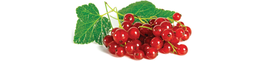 Frutta